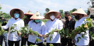 Menteri Koperasi dan UKM, Teten Masduki mengunjungi sentra pertanian komoditas edamame di lahan Koperasi KSU Keluarga Mitra Tani, di Desa Jengawah, Jember, Jawa Timur
