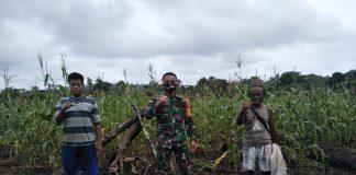 Jaga Pertumbuhan Tanaman, Babinsa Bantu Petani Jagung Bersihkan Rumput Liar