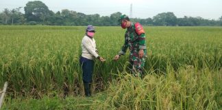 Babinsa Koramil 04/Cikupa Dampingi petani mengecek Padi siap panen